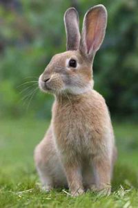 Raising Rabbits for Profit Image